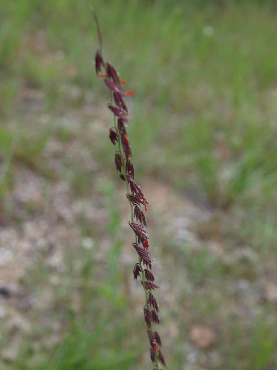 Bouteloua pendula 4