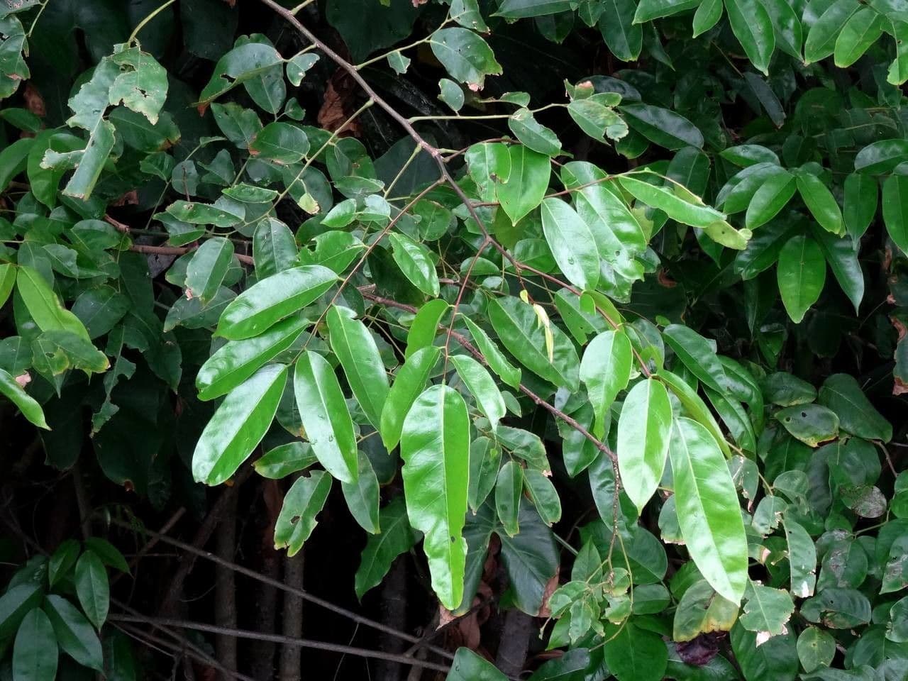 Pterocarpus 17