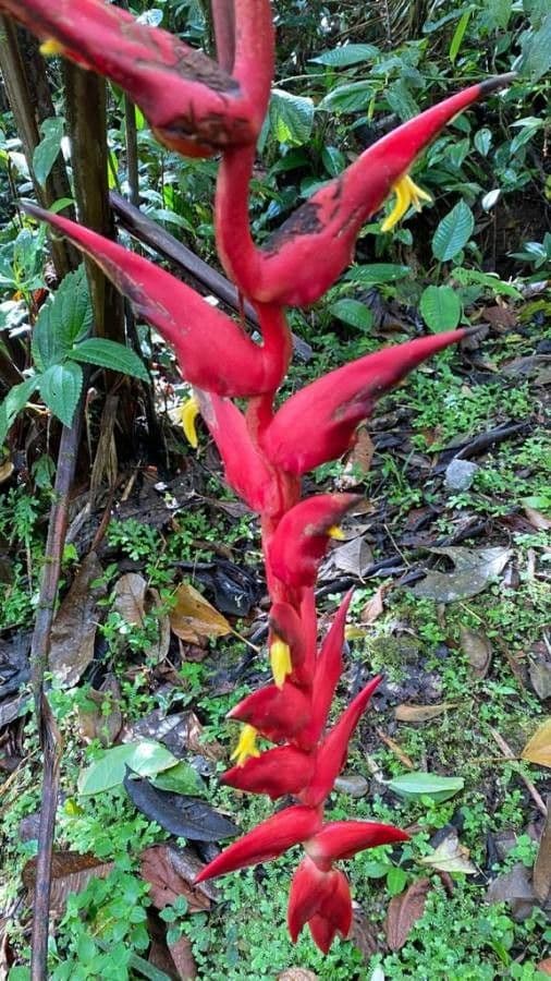Helikonia brodata 10