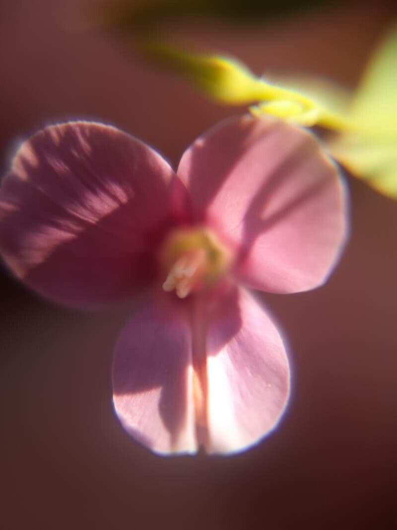 Canscora 3