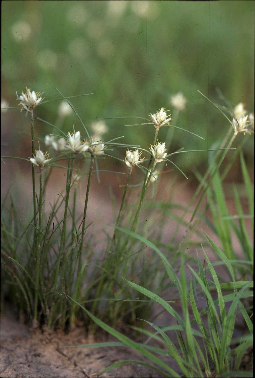 Bulbostylis