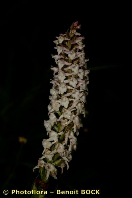 Manina profumata