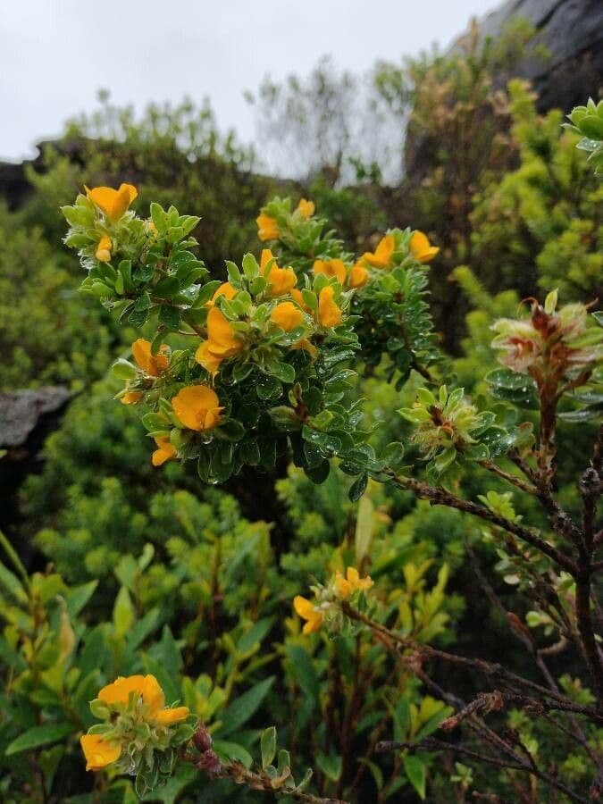 Pultenaea 2
