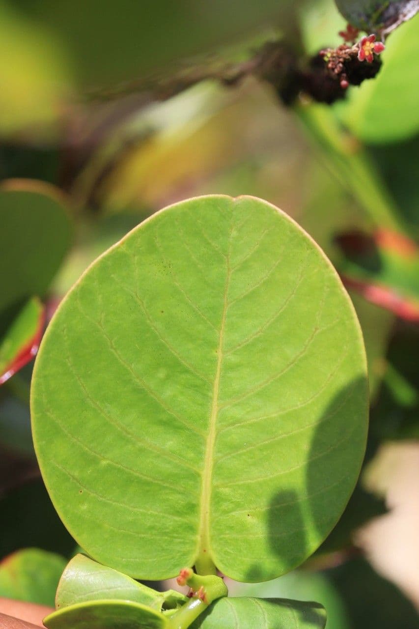 Phyllanthus phillyreifolius 18