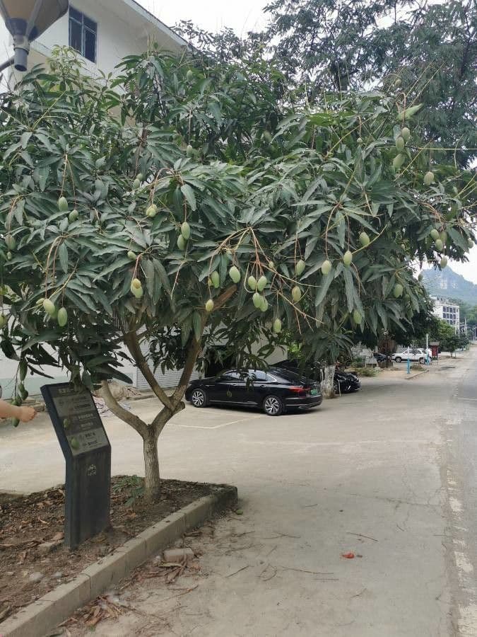 Mango 30