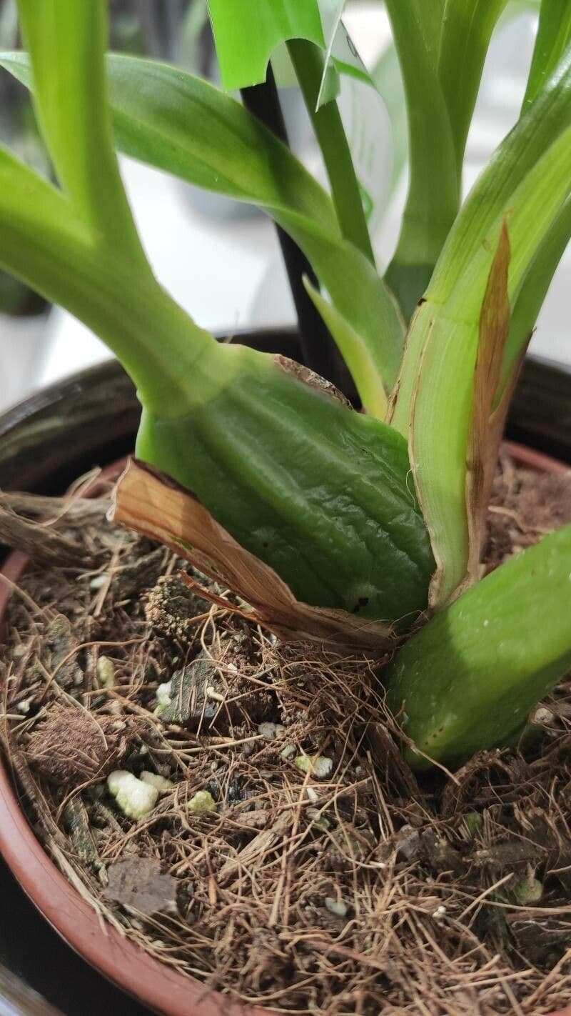 Zygopetalum 16
