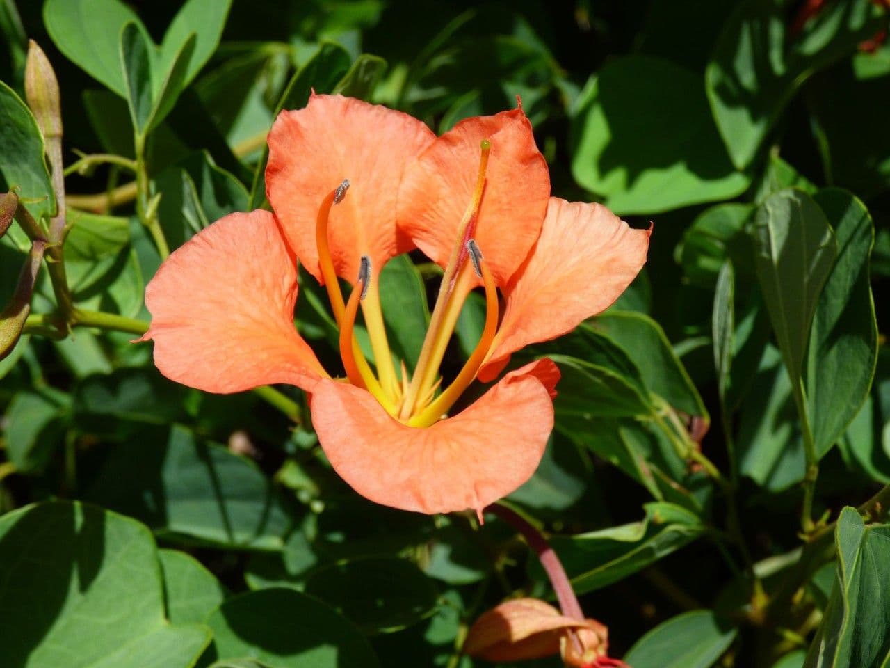 Bauhinia galpinii 5