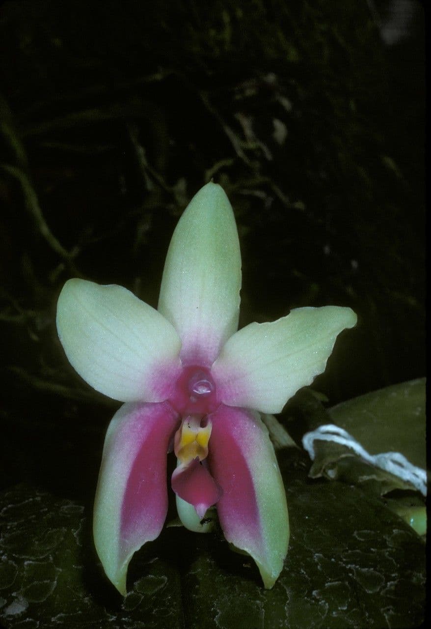 Phalaenopsis violacea