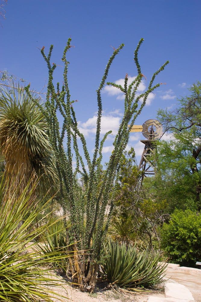 Ocotillo 13