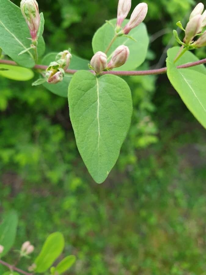 Caprifoglio tatarico 19