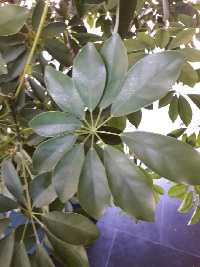Schefflera arbicole 19