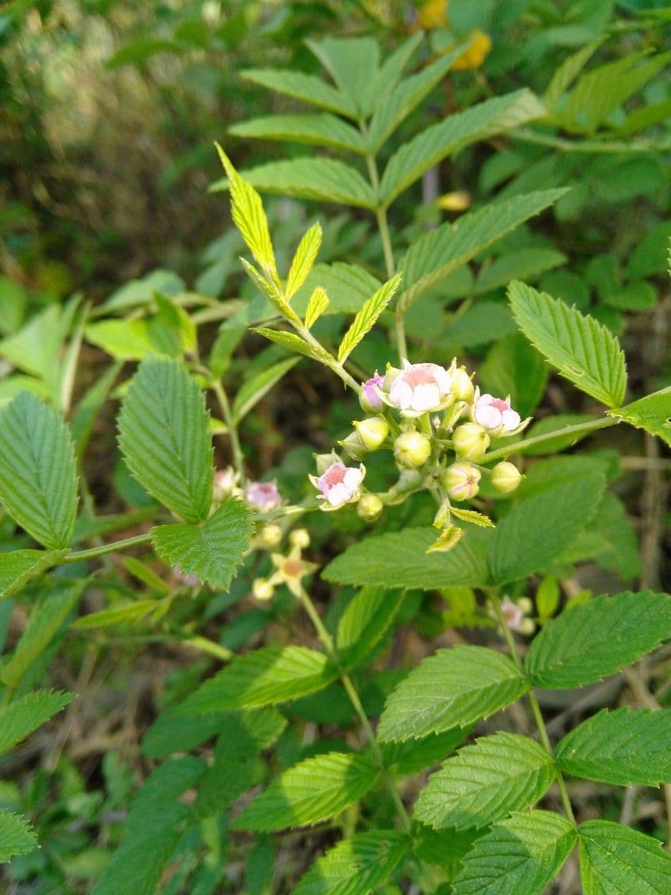 Rovo coreano 3