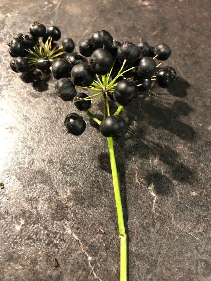 Aralia a stelo nudo 26