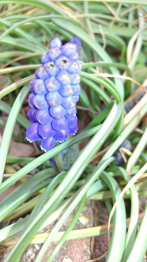 Muscari armeniaco 26