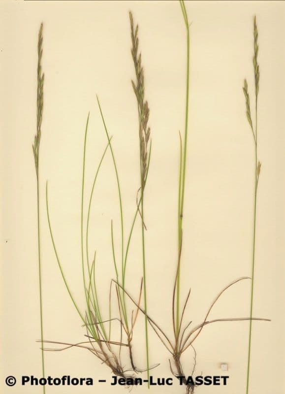Festuca annerente