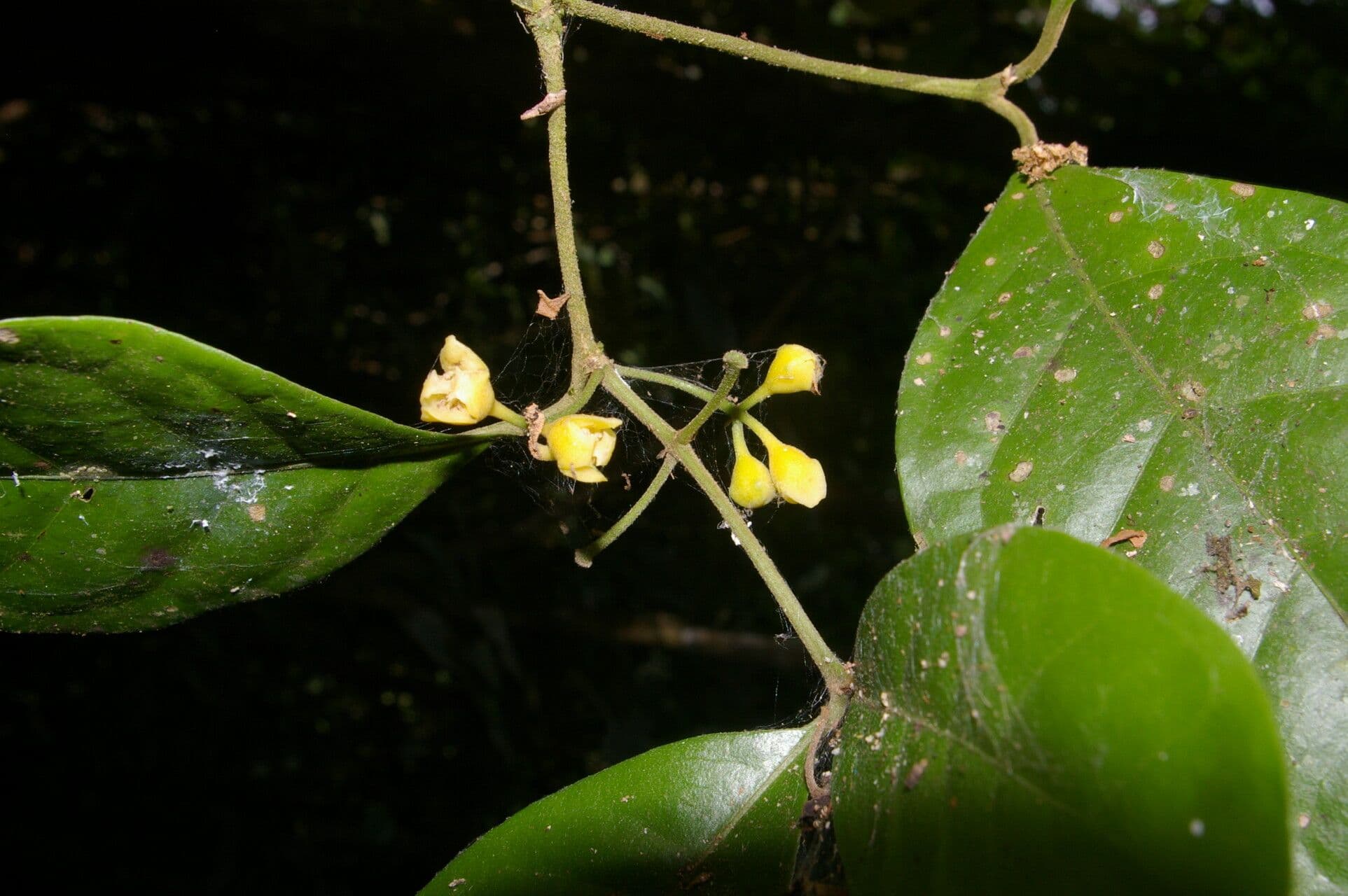 Mollinedia 8