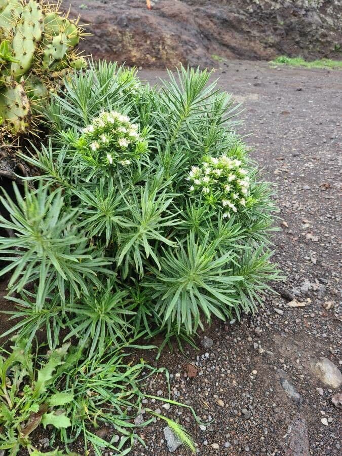 Echium ostny 15