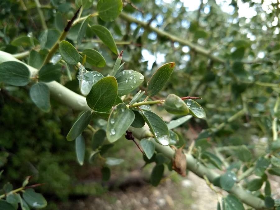 Ceanothus celokrajný 6