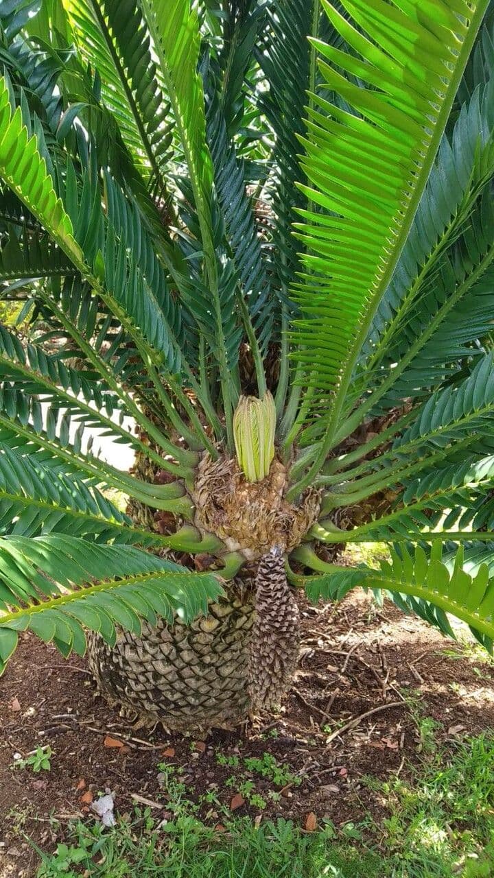 Cykas Modjadji 9
