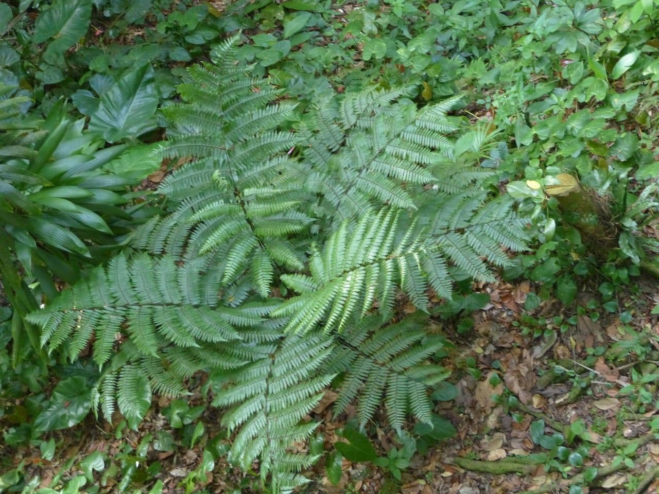 Baumfarn 6