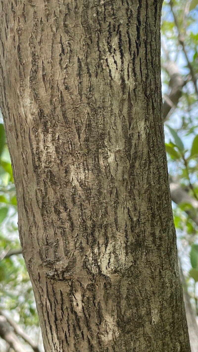 Avicennia schaueriana 8