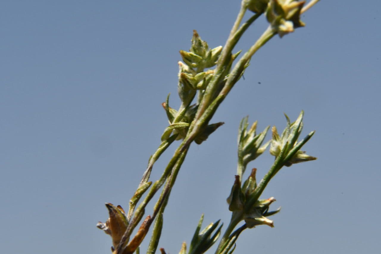 Bambagia francese 3