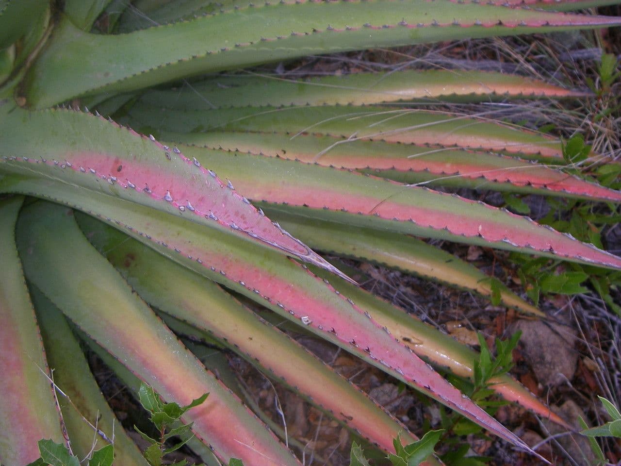 Agave 7