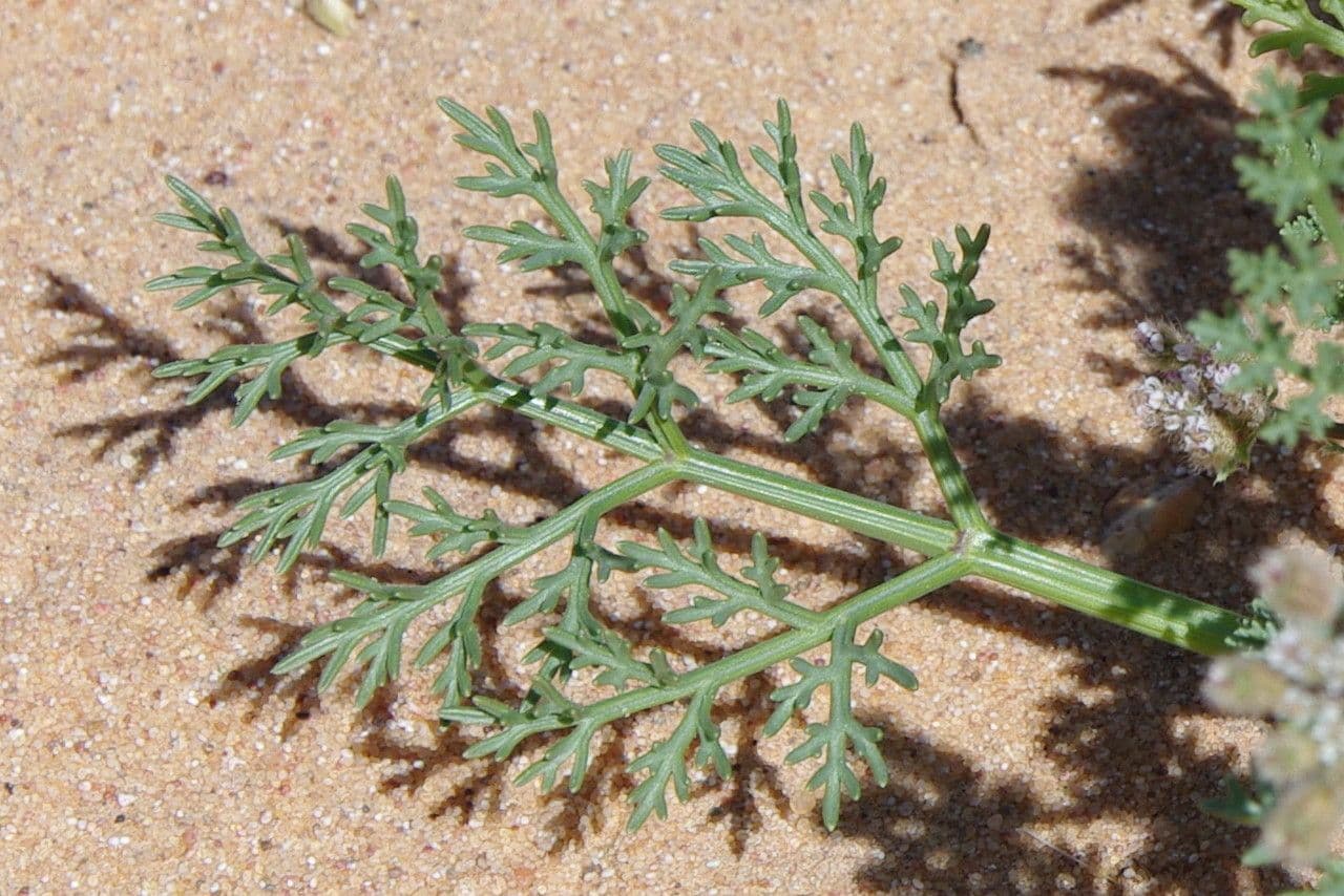 Ammodaucus 19