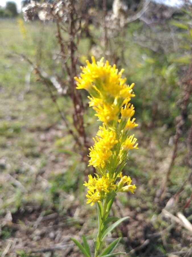 Solidago 3