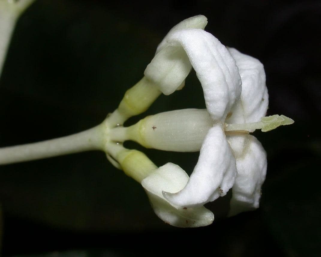 Faramea 7