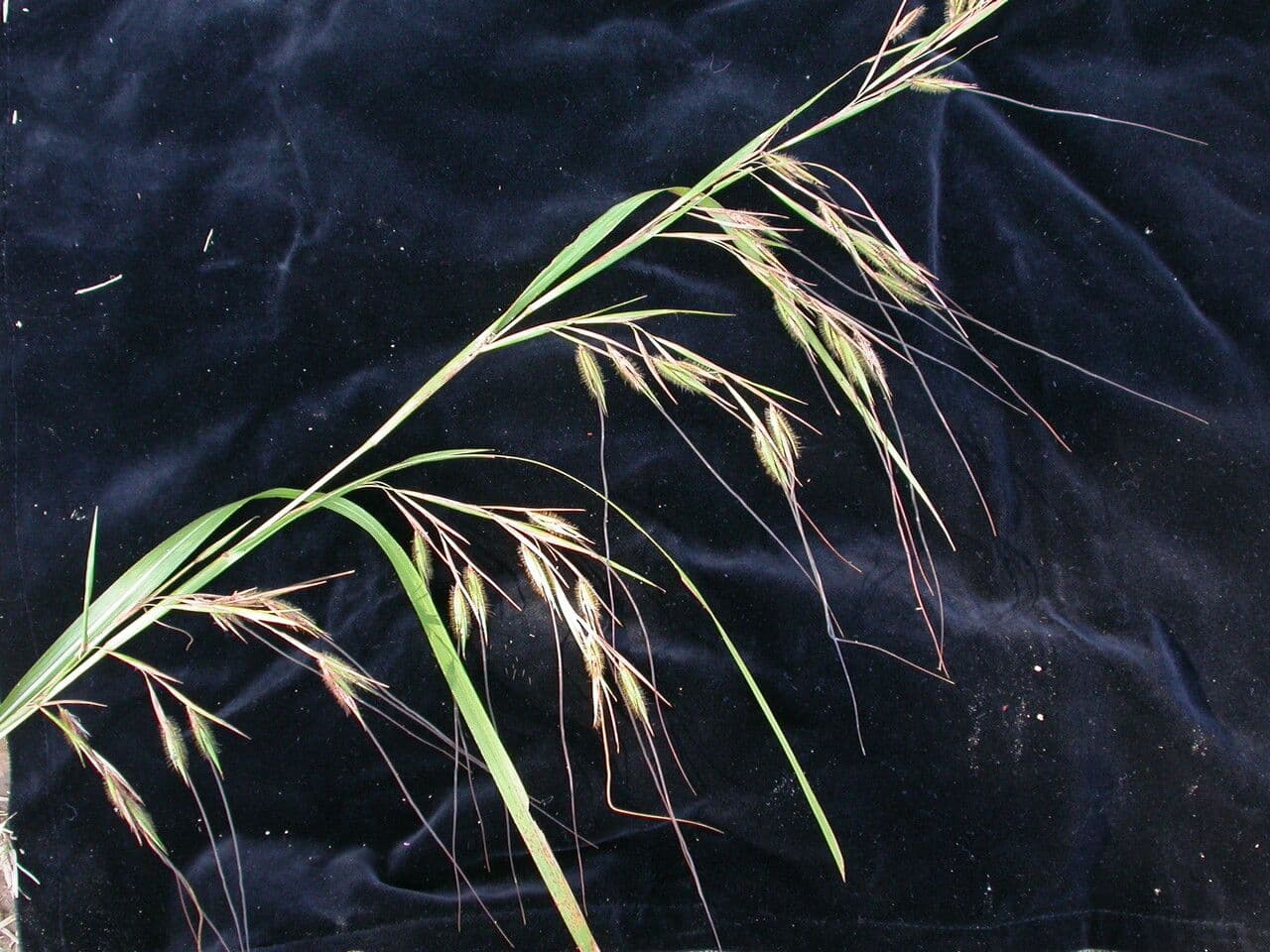 Themeda 8