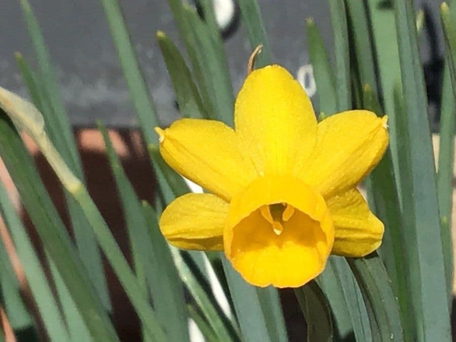 Narciso