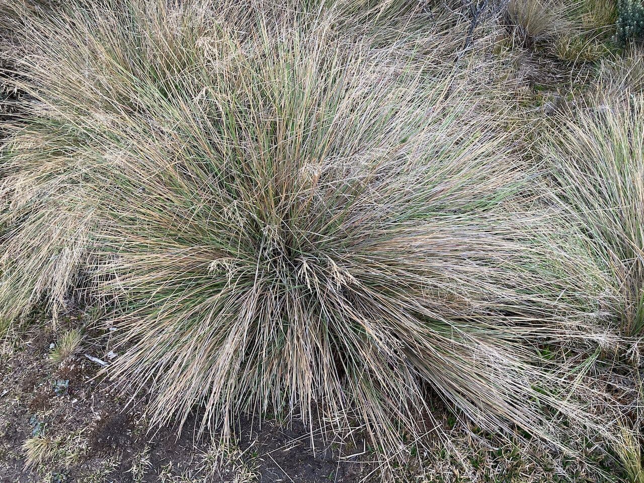 Calamagrostis 6
