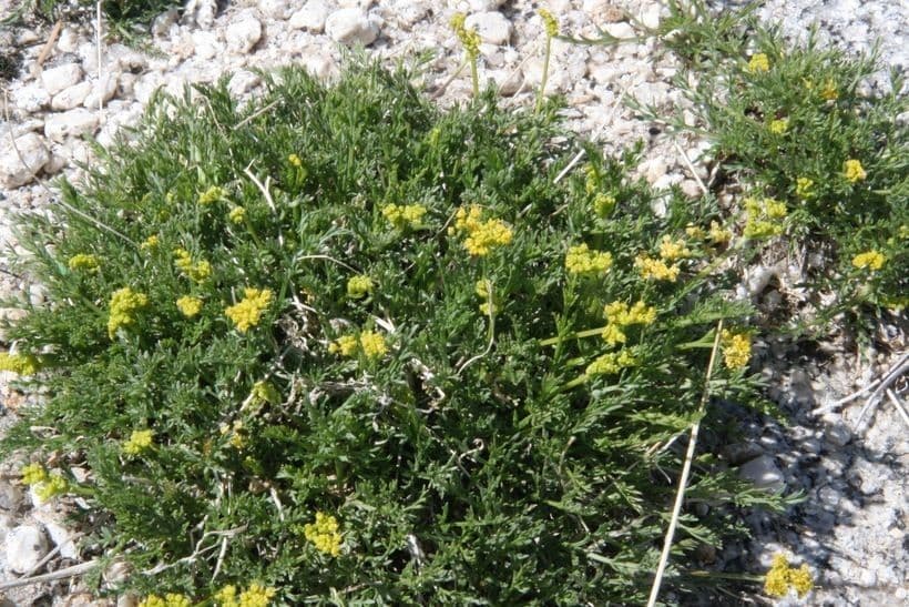 Lomatium 5