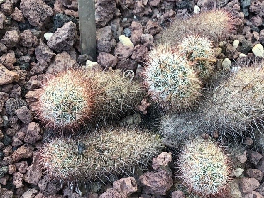 Cactus di Mazatlán 2