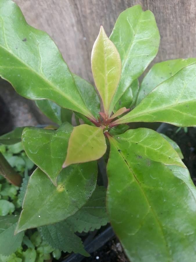 Cactus rosa 14