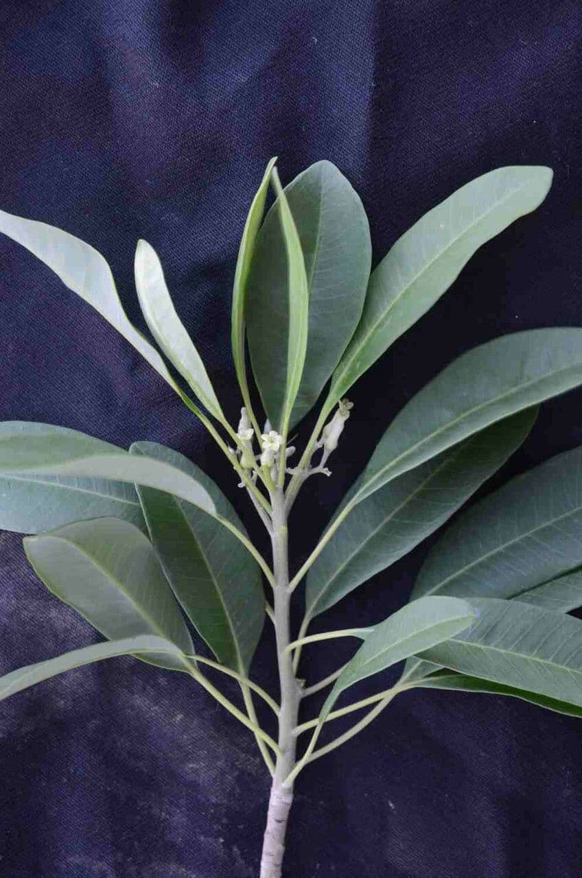 Aspidosperma australe 10