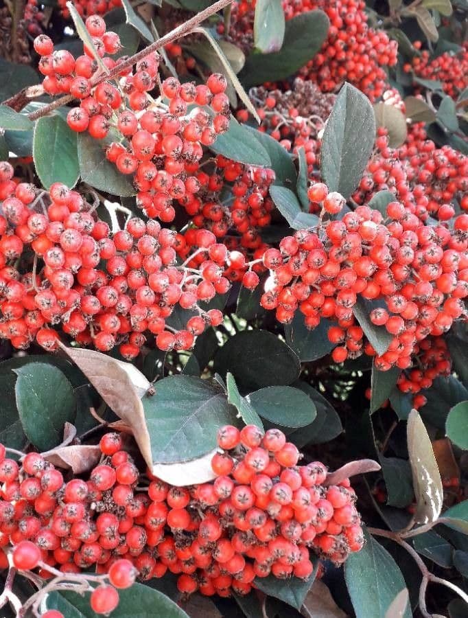 Cotoneaster 4