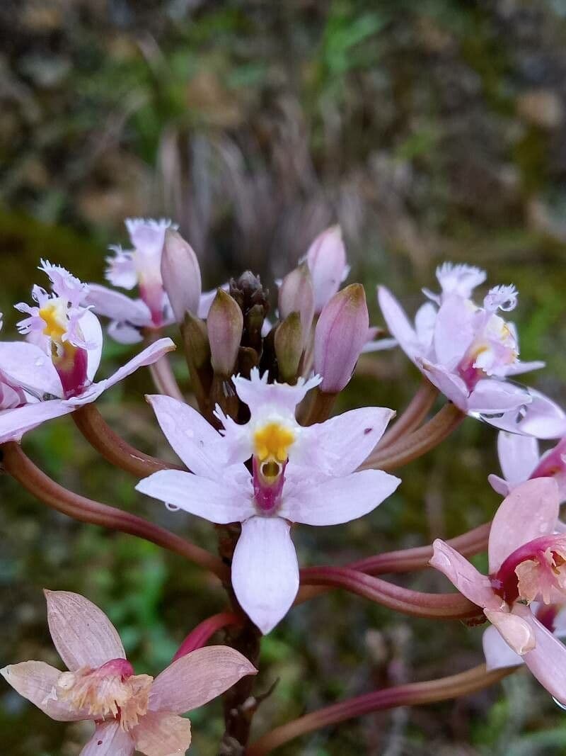 Epidendrum 4