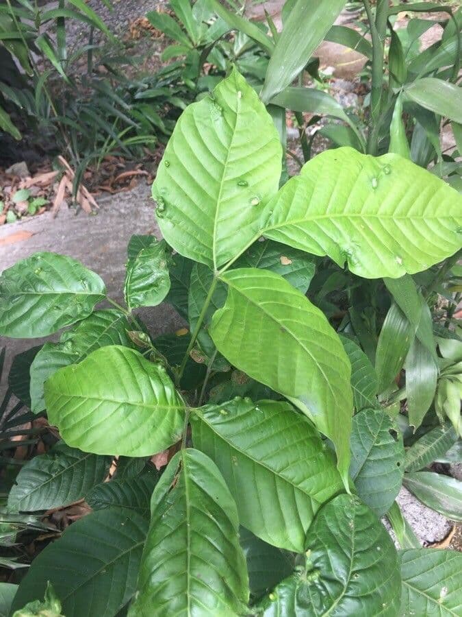 Santol 11