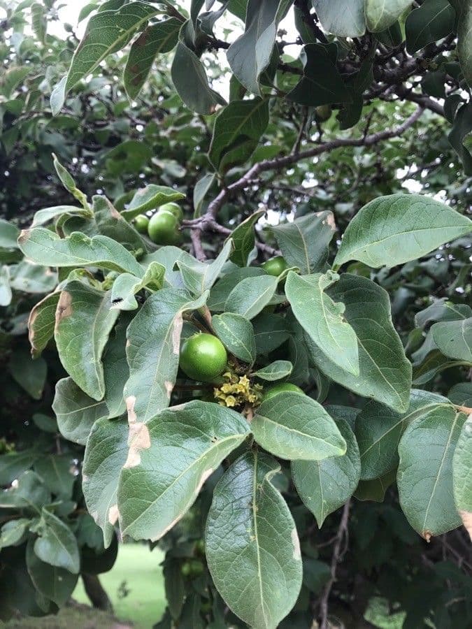 Vangueria 5