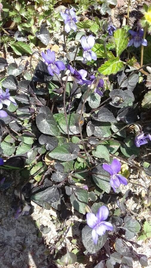 Viola del Labrador 4