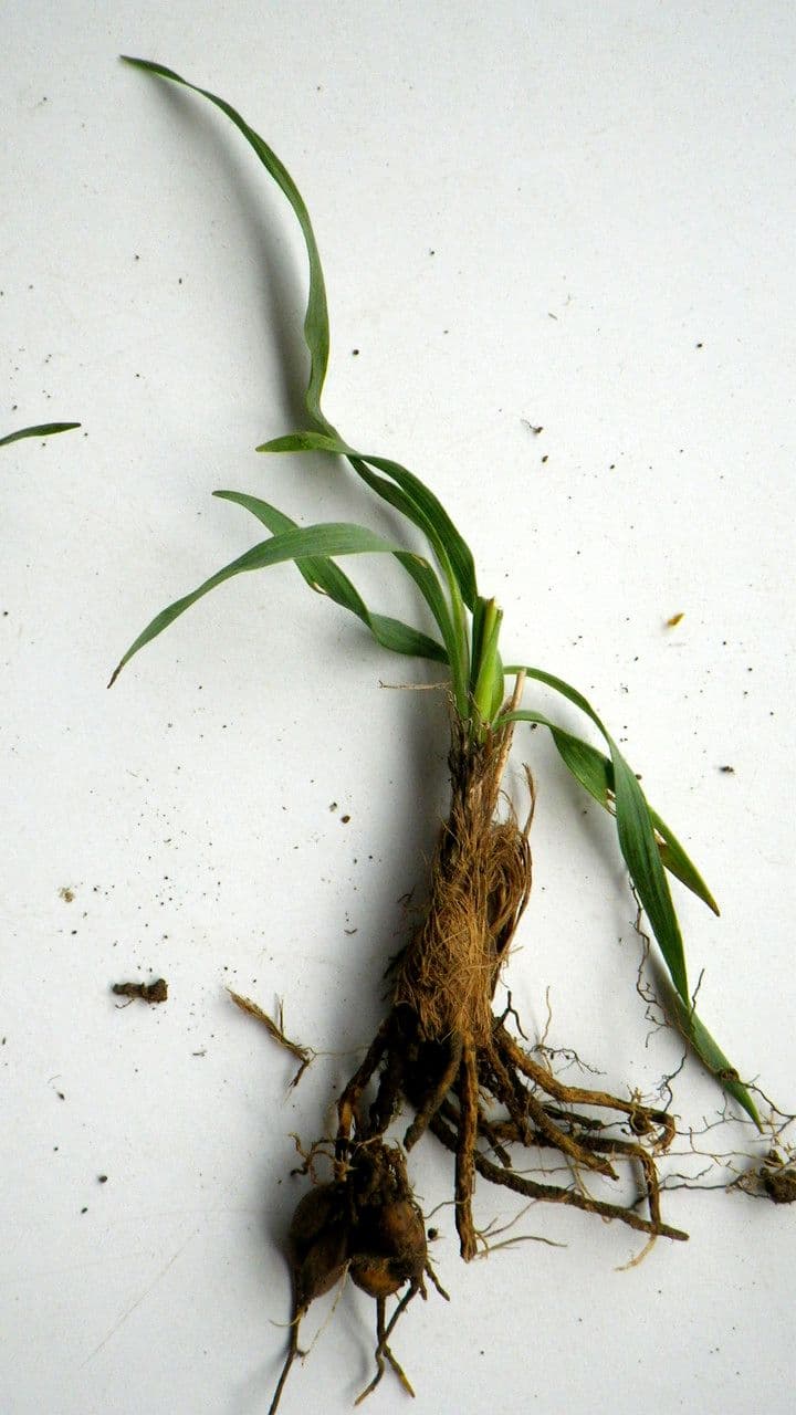 Ranunculus gramineus 25