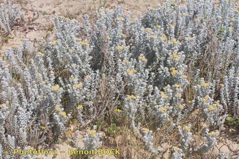 Achillea marittima 23
