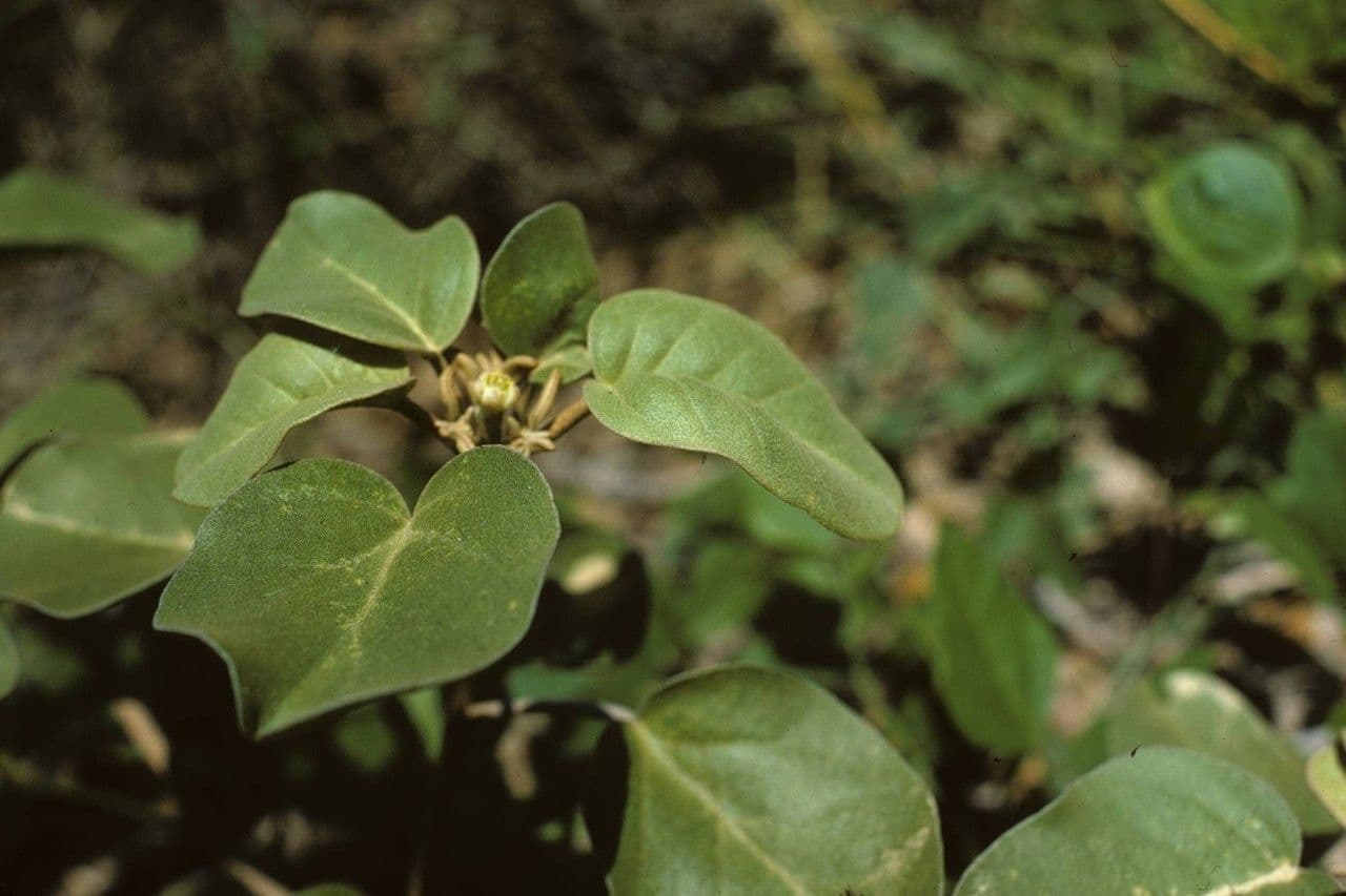 Croton punctatus 4