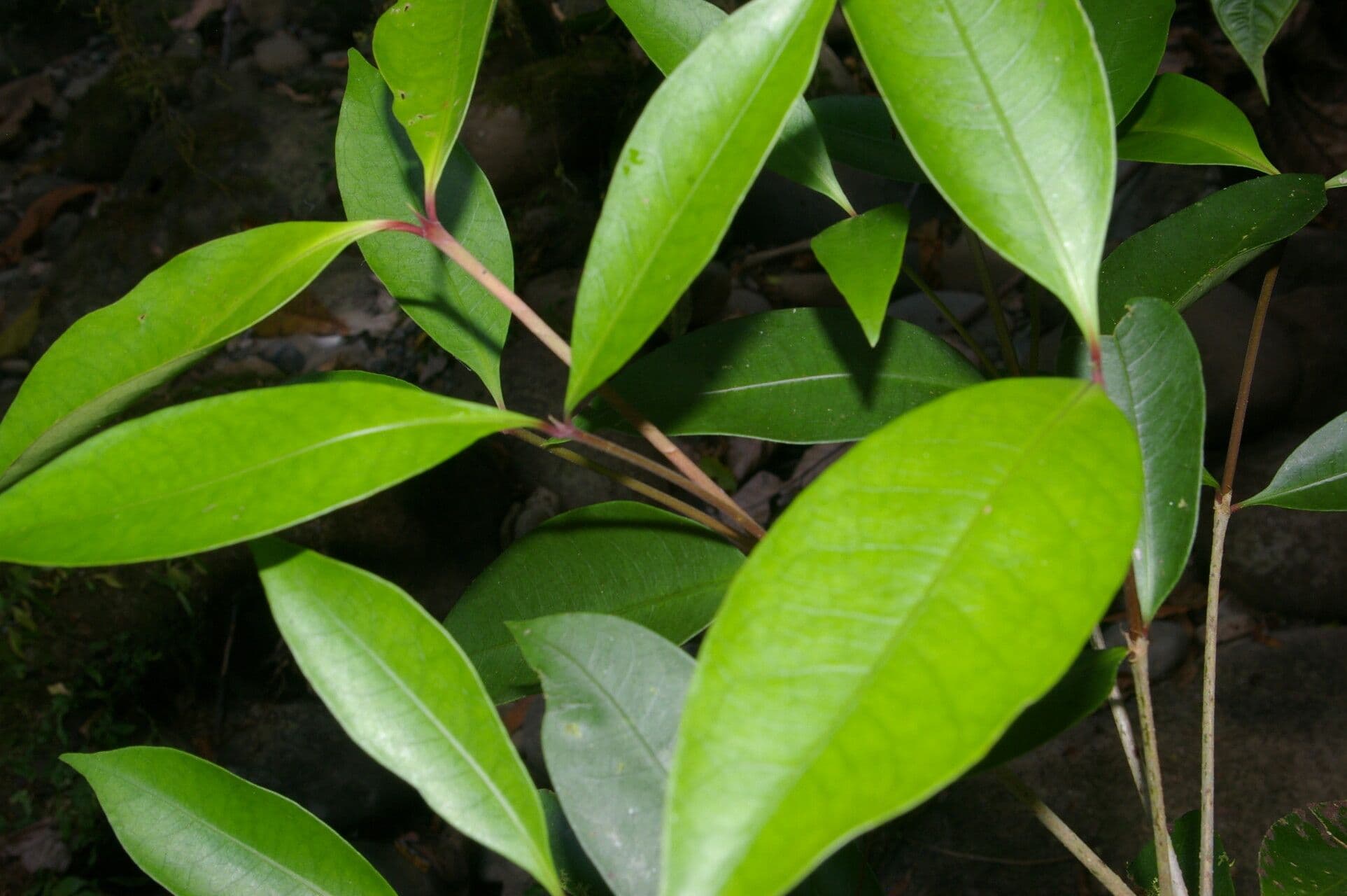 Ixora nicaraguense 8