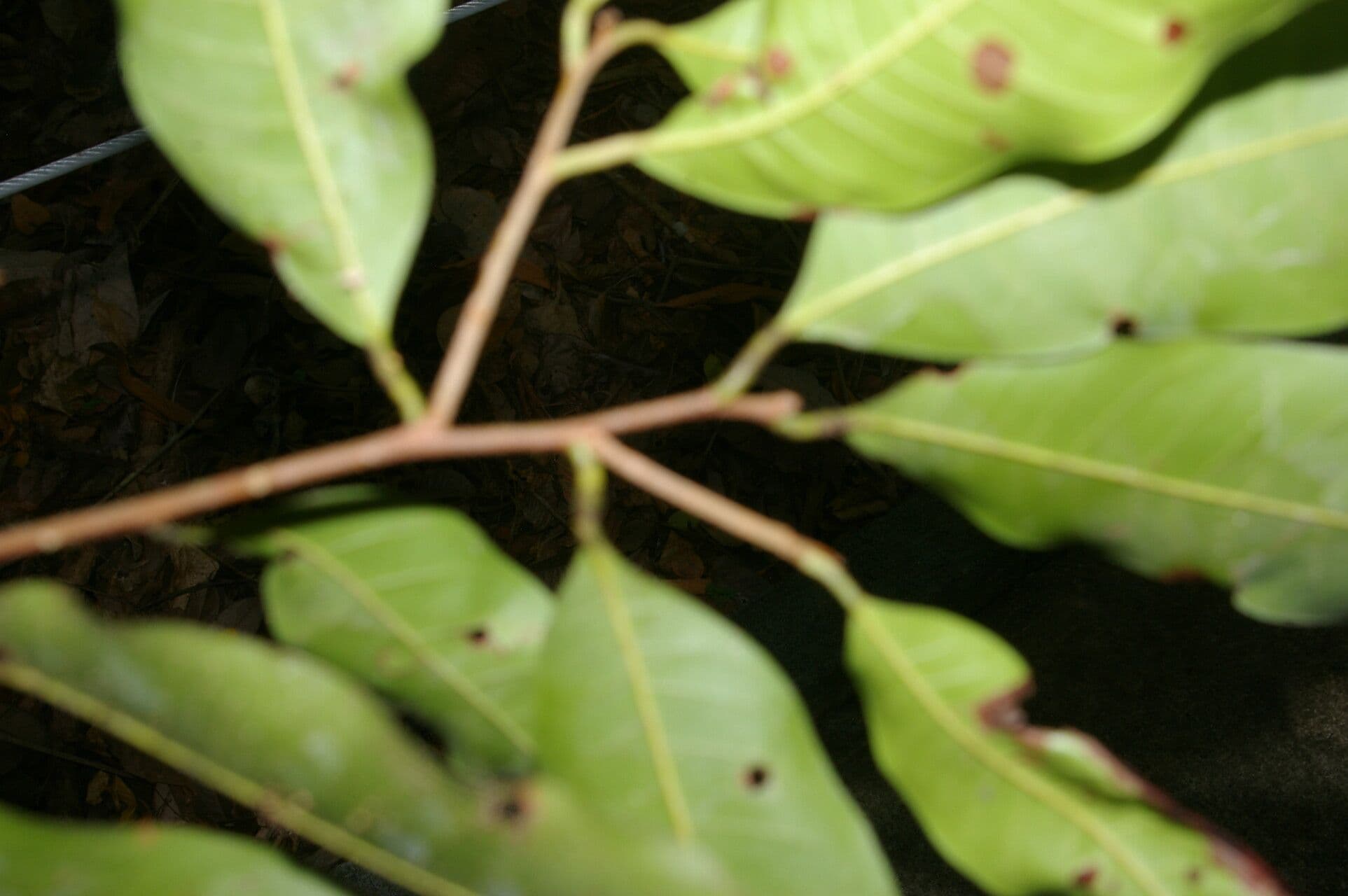 Pouteria 4