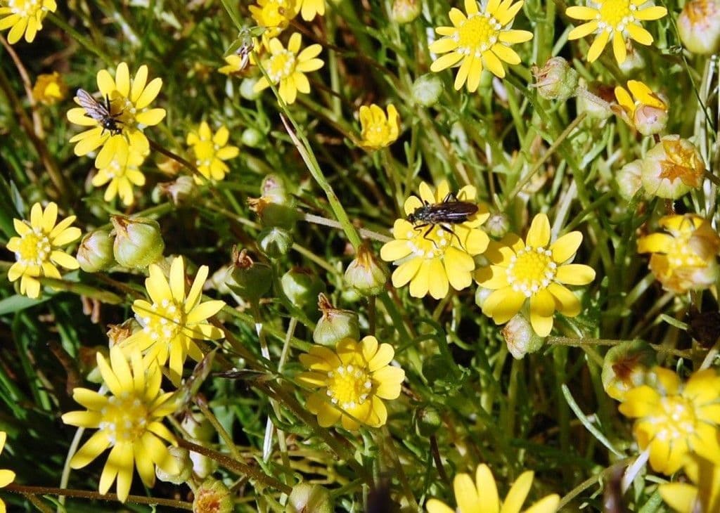 Blennosperma 4