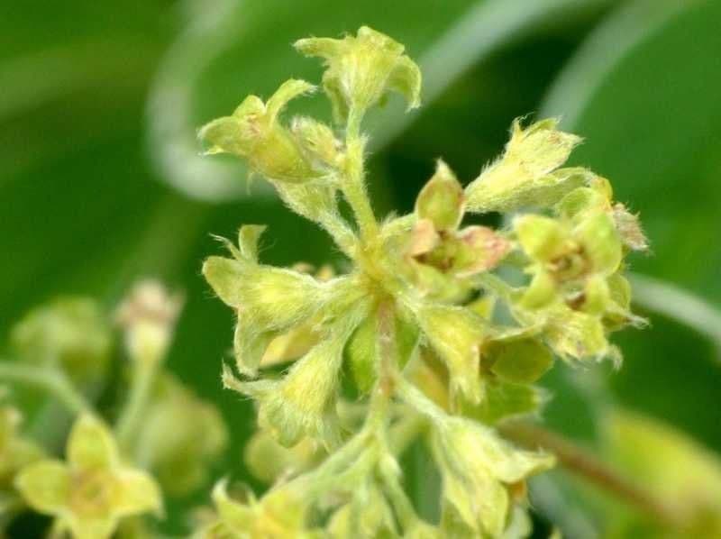 Przytulia blada 3