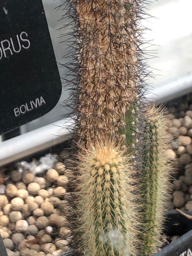 Cleistocactus 3
